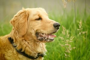 Read more about the article Dog Health and Care: The Complete Guide to Keeping Your Dog Healthy