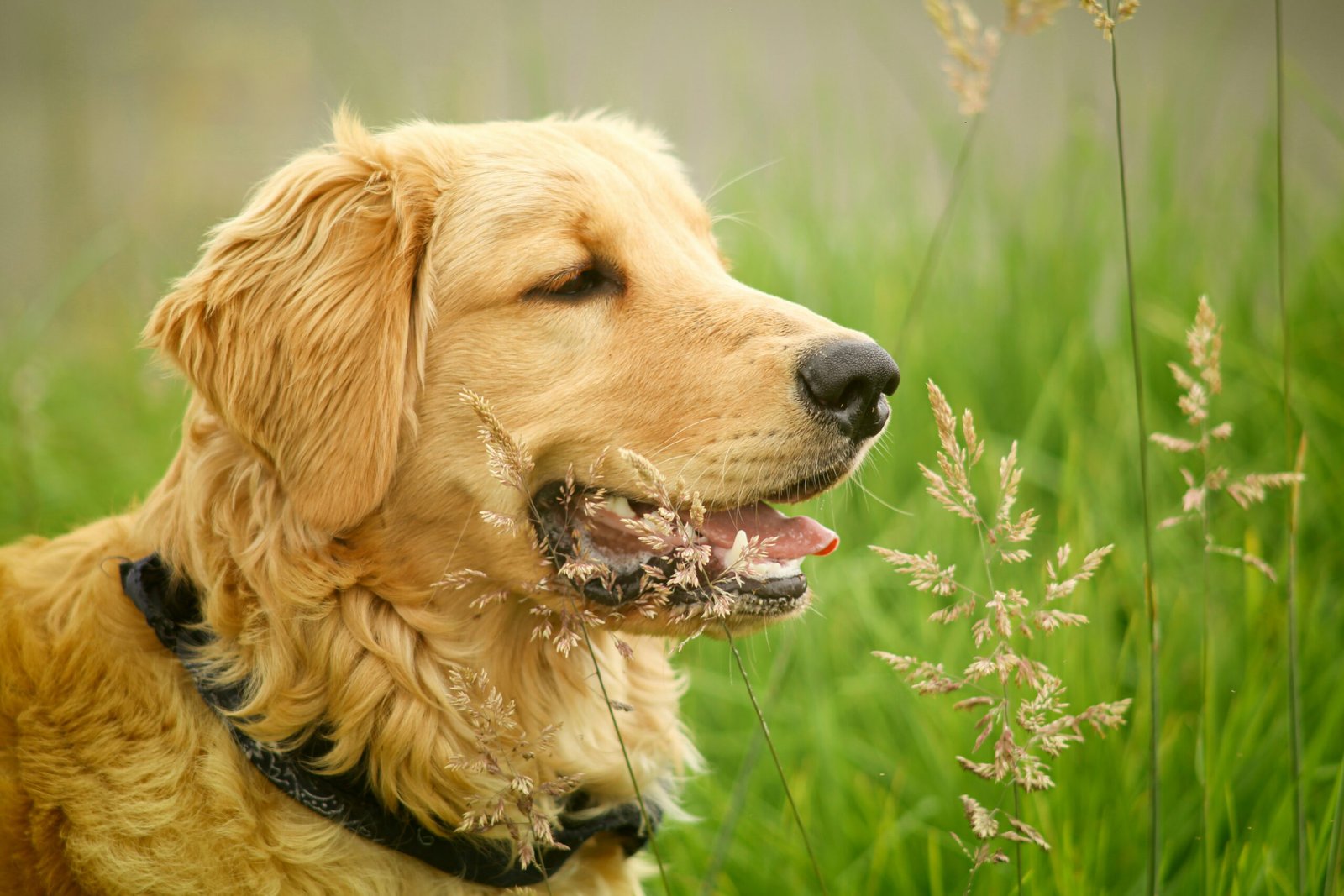 You are currently viewing Dog Health and Care: The Complete Guide to Keeping Your Dog Healthy