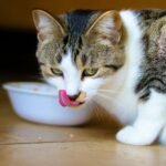 Why Is My Cat Not Eating? Causes, What to Do and When to Act