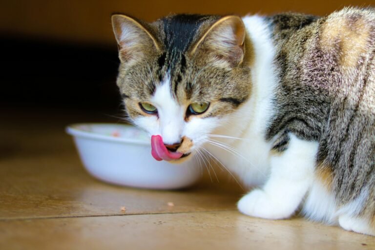 Why Is My Cat Not Eating? Causes, What to Do and When to Act