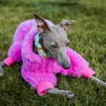 10 Must-Have Dog Accessories for Every Owner