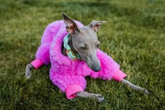 10 Must-Have Dog Accessories for Every Owner