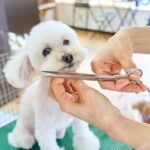 Top Dog Grooming Tools for a Healthy, Shiny Coat (2026 Guide)