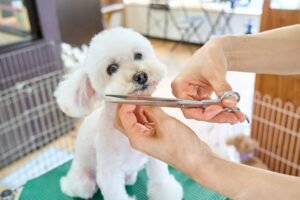 Read more about the article Top Dog Grooming Tools for a Healthy, Shiny Coat (2026 Guide)