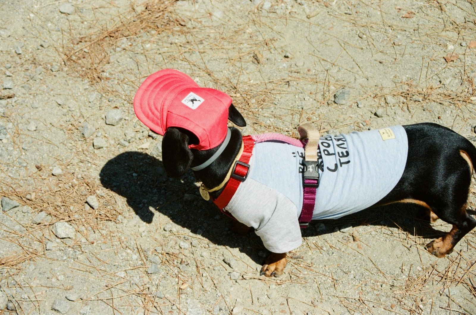 must-have dog accessories