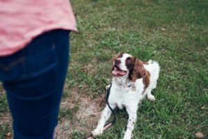 Read more about the article Dog Training & Behavior: The Complete Guide for Understanding and Improving Your Dog