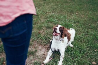 Dog Training & Behavior: The Complete Guide for Understanding and Improving Your Dog