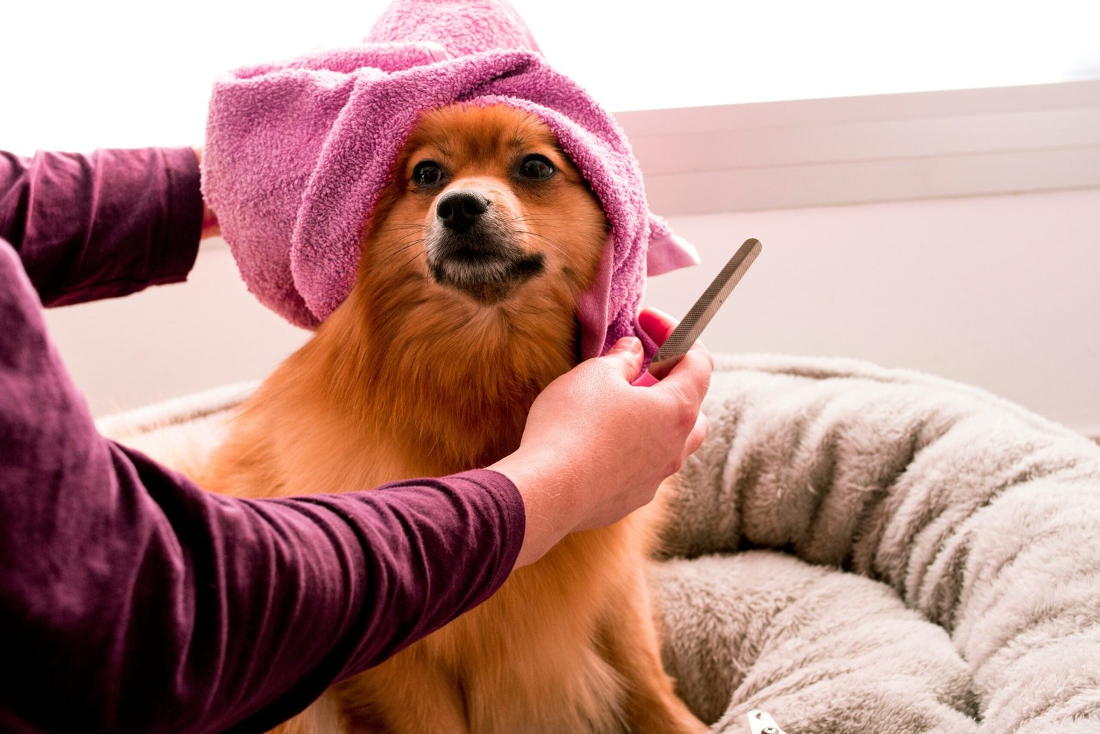 top dog grooming tools