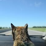 How to Travel Long Distance With a Cat by Car