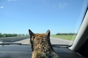 Read more about the article How to Travel Long Distance With a Cat by Car