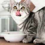 Why Is My Cat Always Hungry? Causes and What to Do