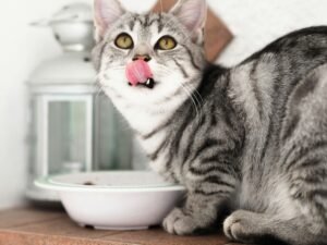 Read more about the article Why Is My Cat Always Hungry? Causes and What to Do