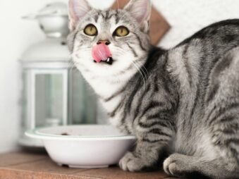 Why Is My Cat Always Hungry? Causes and What to Do