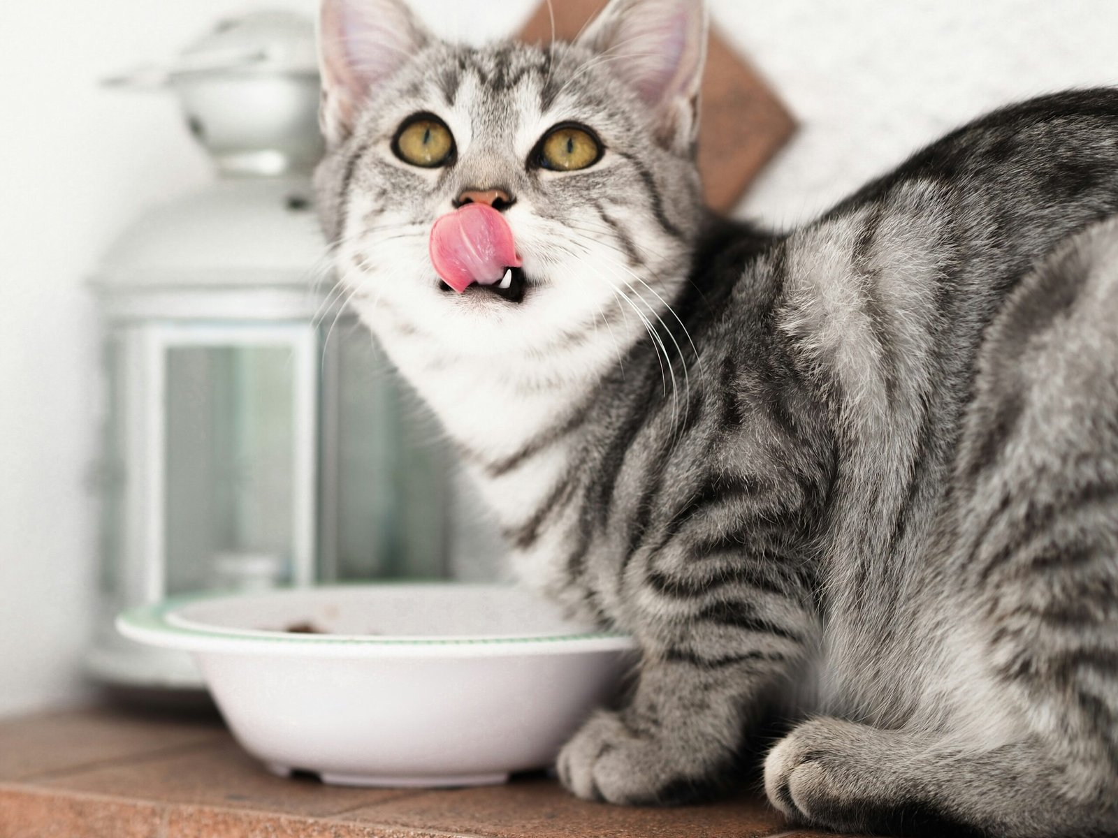 You are currently viewing Why Is My Cat Always Hungry? Causes and What to Do