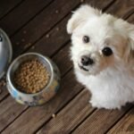 Best Dog Food for Every Breed and Life Stage