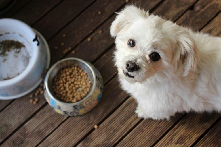 Best Dog Food for Every Breed and Life Stage