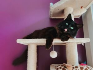 Read more about the article Best Cat Trees for Large Cats: Safe, Sturdy Towers for Big Breeds