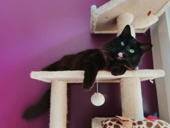 Best Cat Trees for Large Cats: Safe, Sturdy Towers for Big Breeds