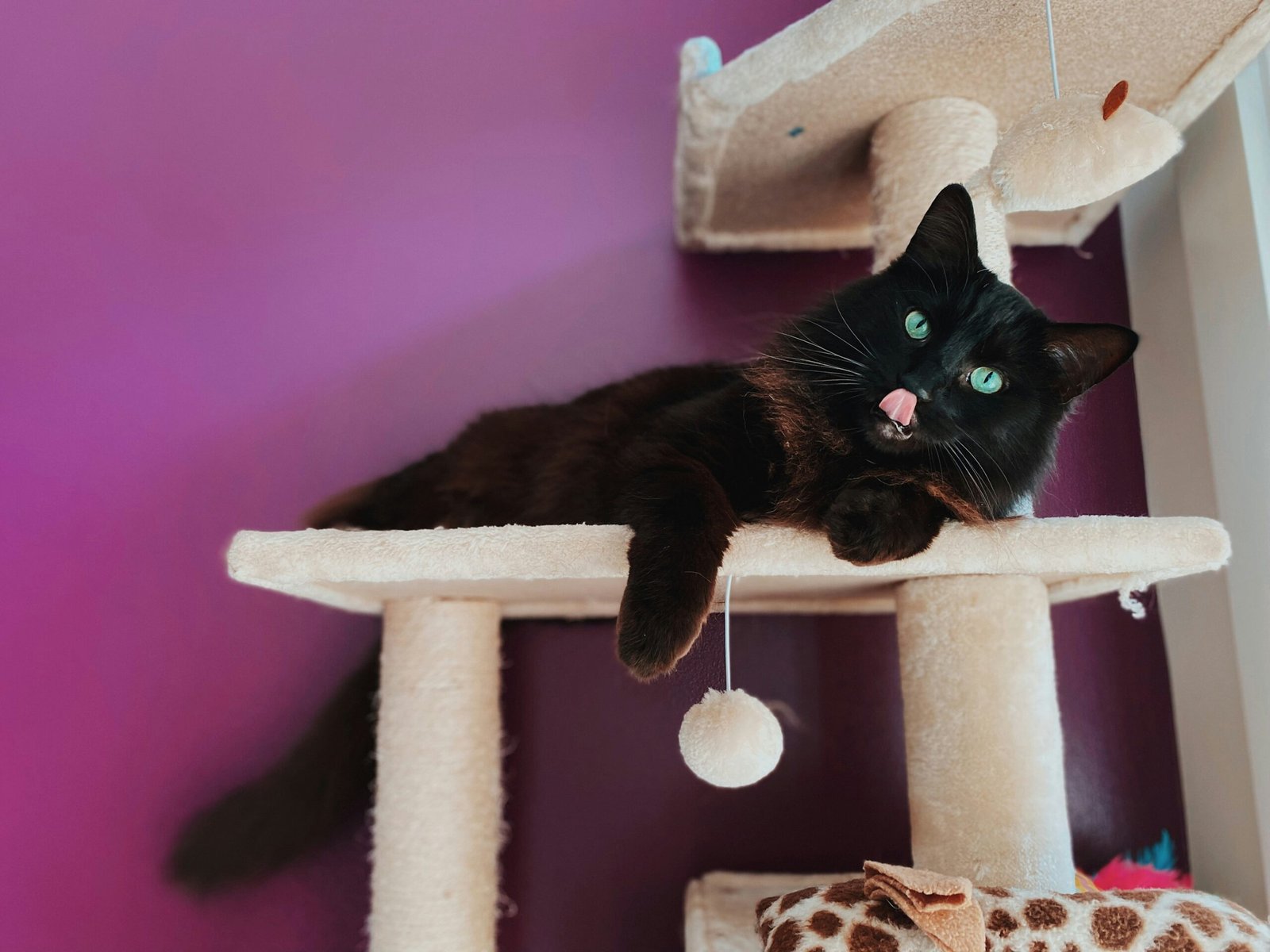 You are currently viewing Best Cat Trees for Large Cats: Safe, Sturdy Towers for Big Breeds