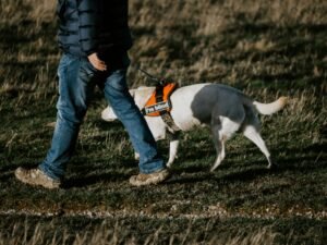 Read more about the article Best Dog Collars and Harnesses for Dogs of All Sizes (2026 Guide)