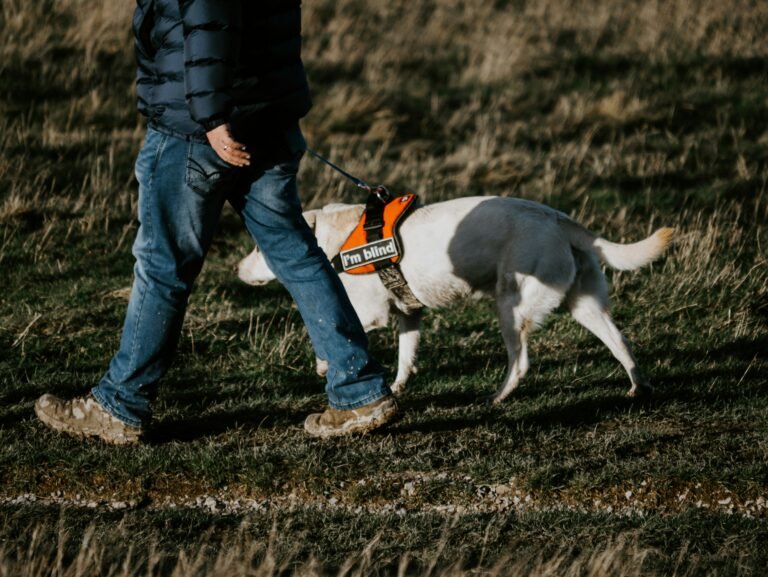 Best Dog Collars and Harnesses for Dogs of All Sizes (2026 Guide)