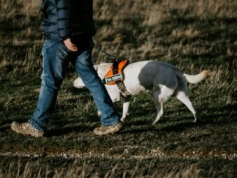 Best Dog Collars and Harnesses for Dogs of All Sizes (2026 Guide)
