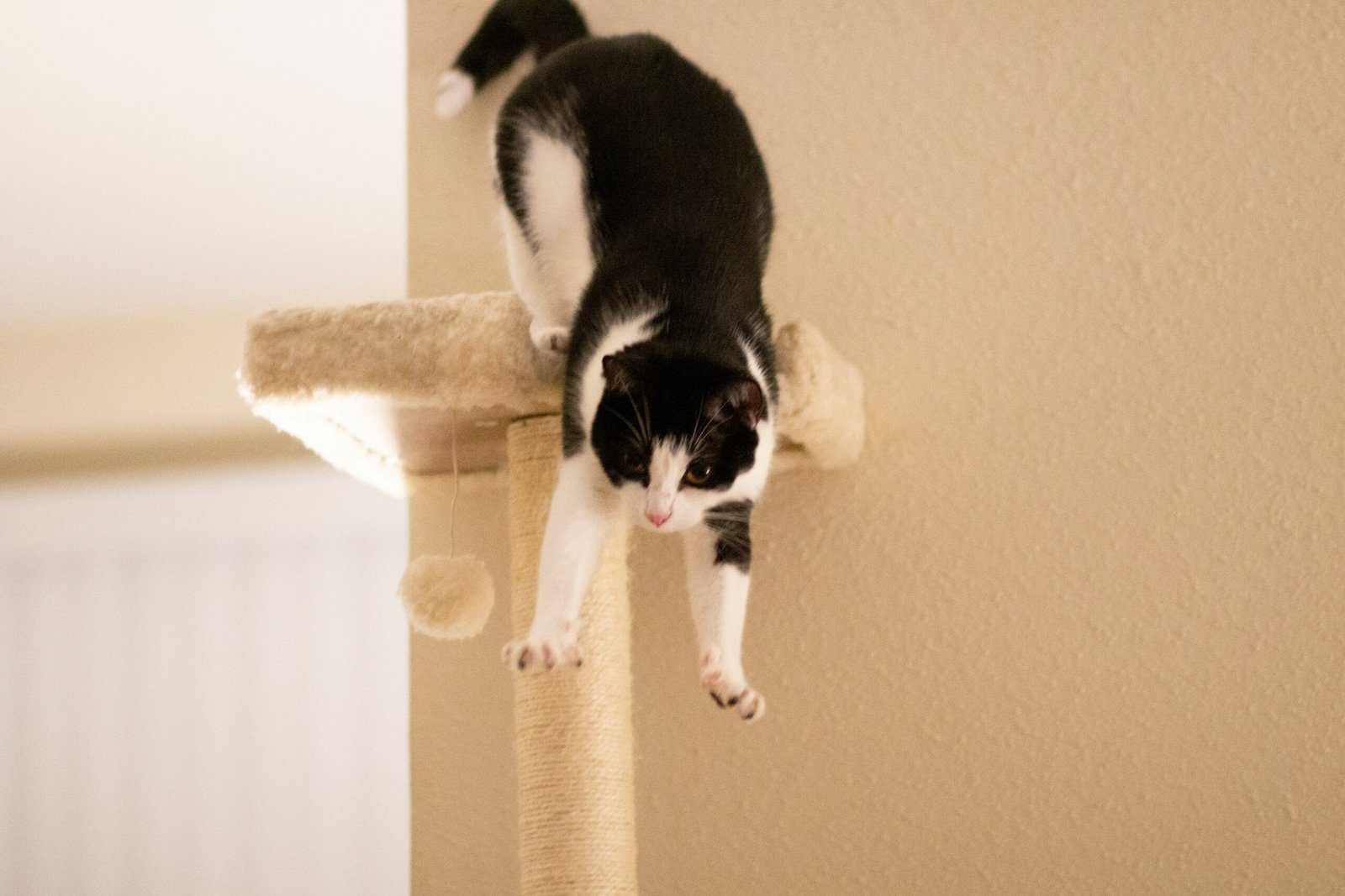 best cat trees for large cats