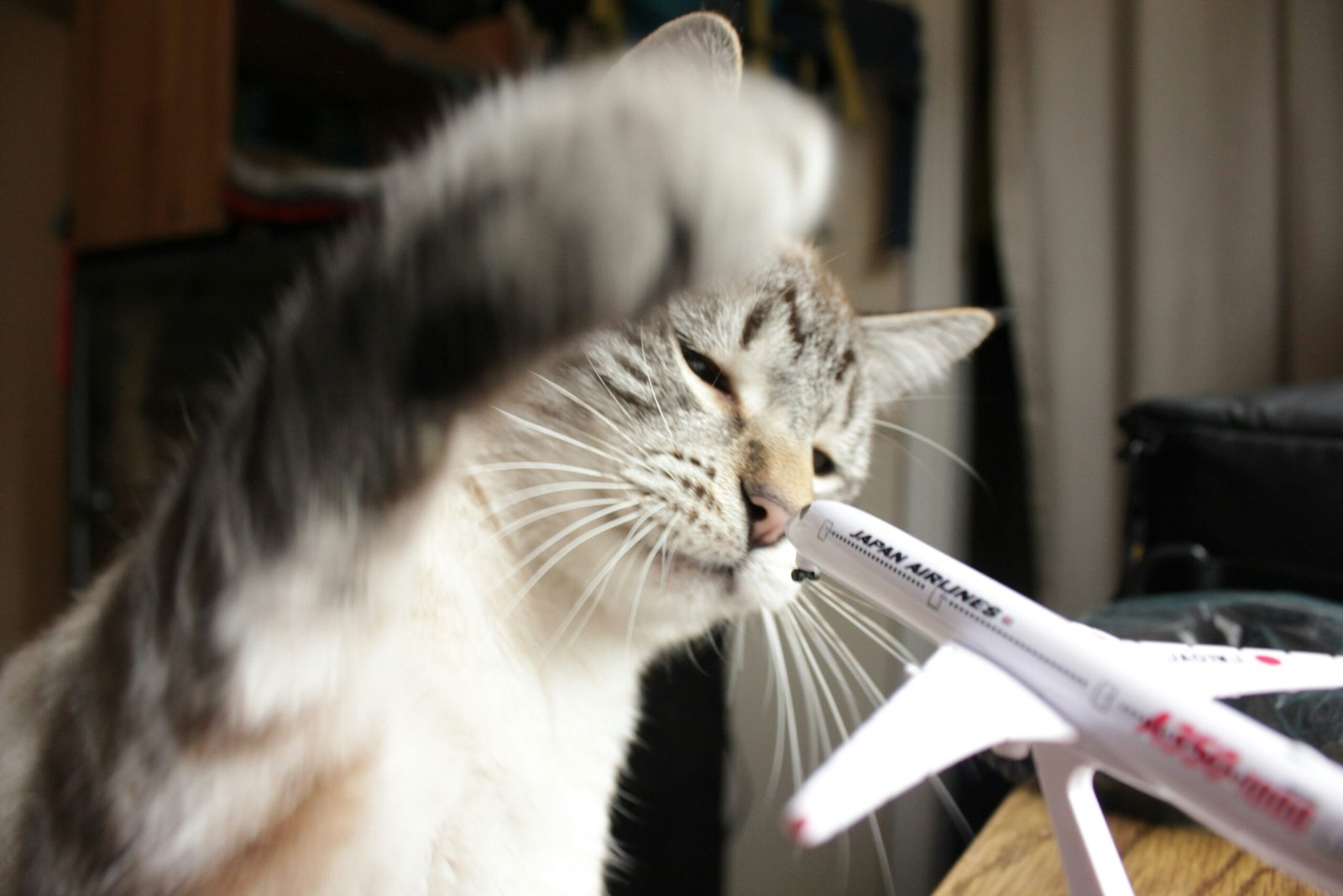 best airline approved cat carriers for travel