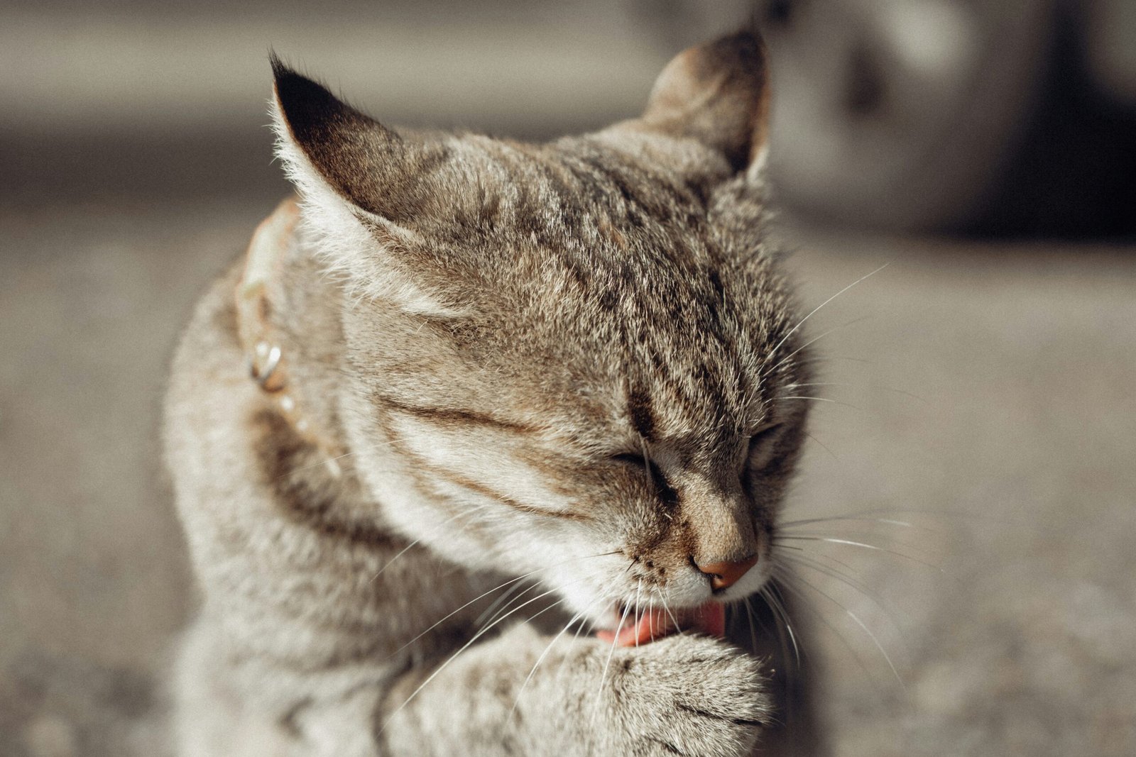 You are currently viewing Cat Care Essentials 101: Everything Every Cat Owner Needs to Know