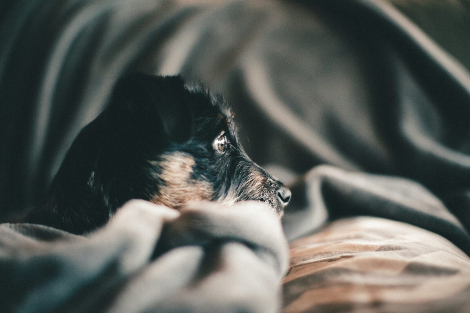 how to calm an anxious dog at home