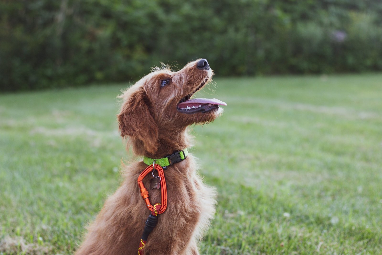 dog training & behavior