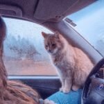 best cat carriers for car travel (Safety & Comfort)