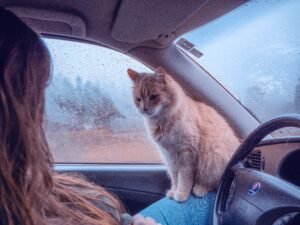 Read more about the article best cat carriers for car travel (Safety & Comfort)