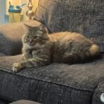 Best Cat Deterrent Spray for Furniture: Protect Your Couch & Chairs