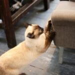 Why Does My Cat Scratch Furniture? The Real Reasons and What to Do