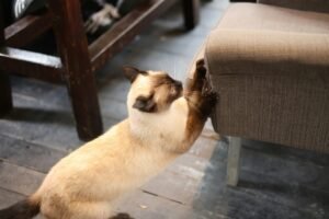 Read more about the article Why Does My Cat Scratch Furniture? The Real Reasons and What to Do