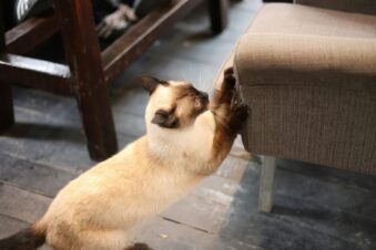 Why Does My Cat Scratch Furniture? The Real Reasons and What to Do