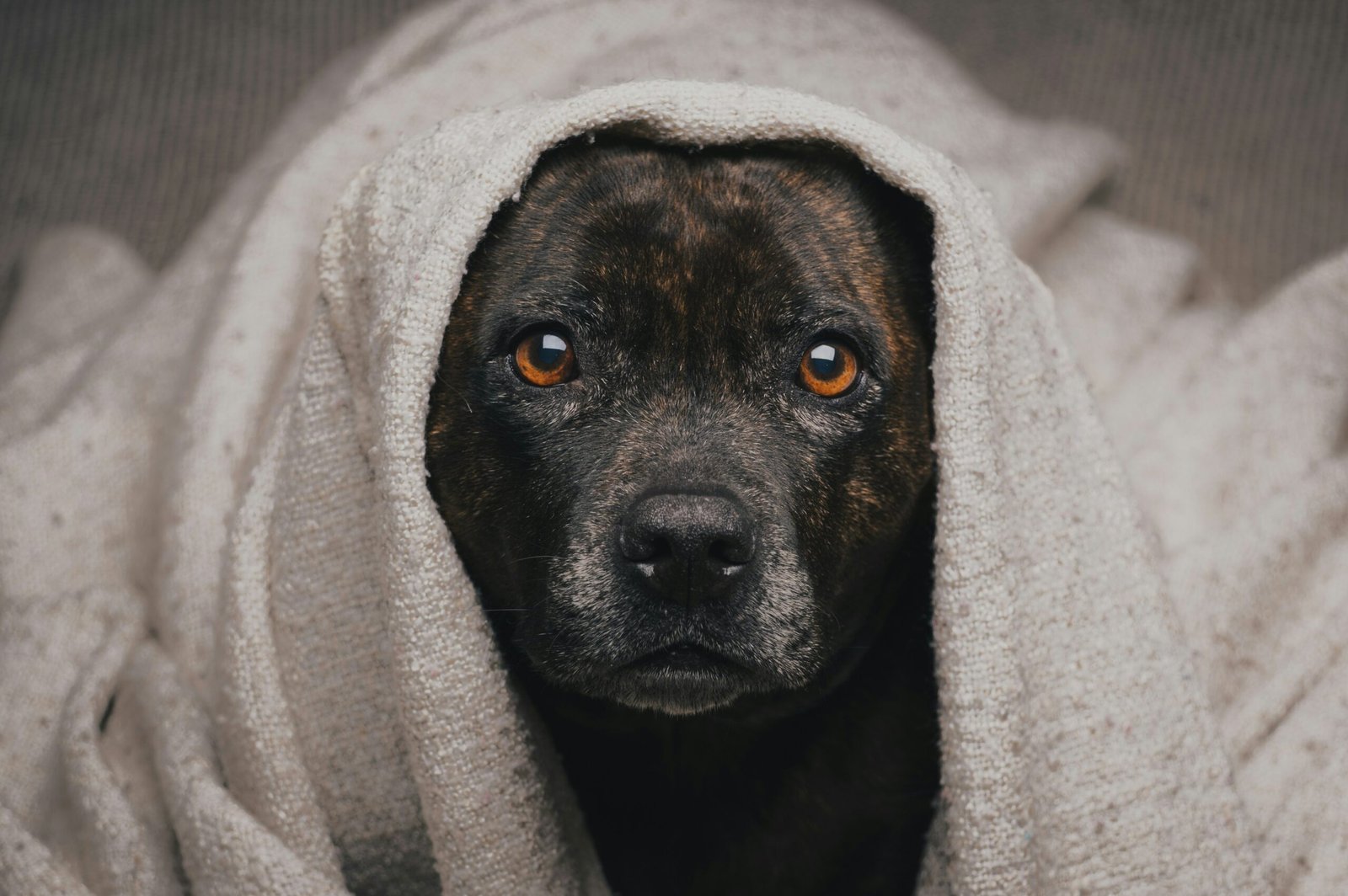 dog separation anxiety