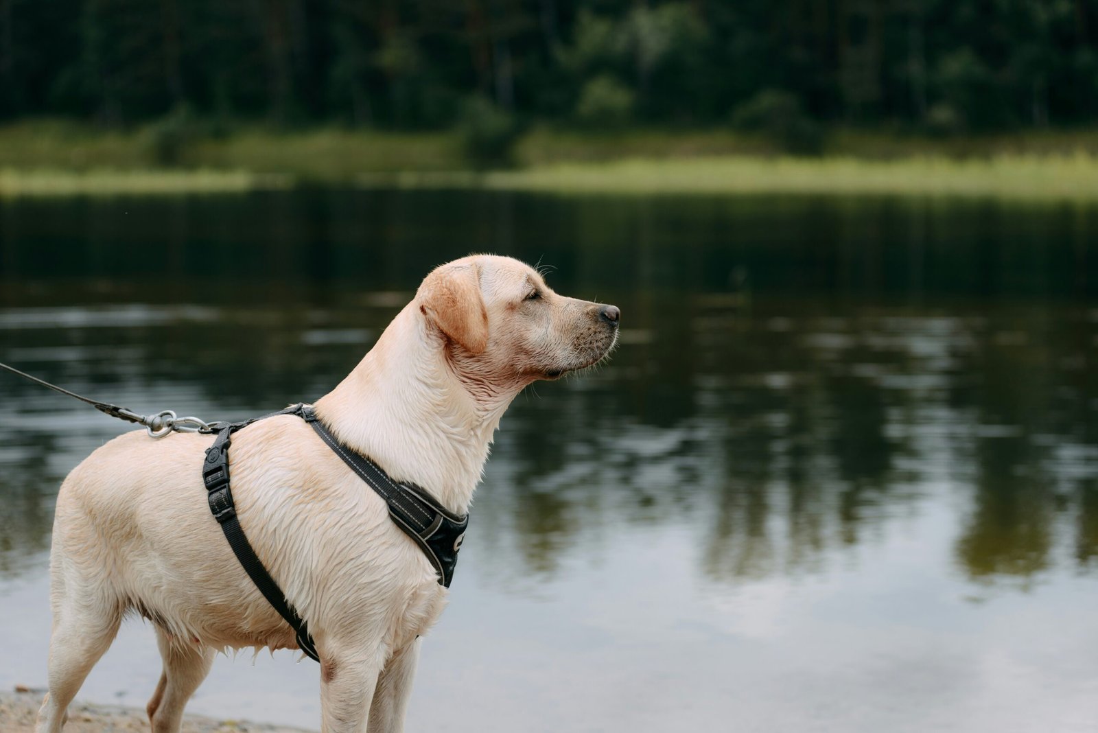 best dog collars and harnesses