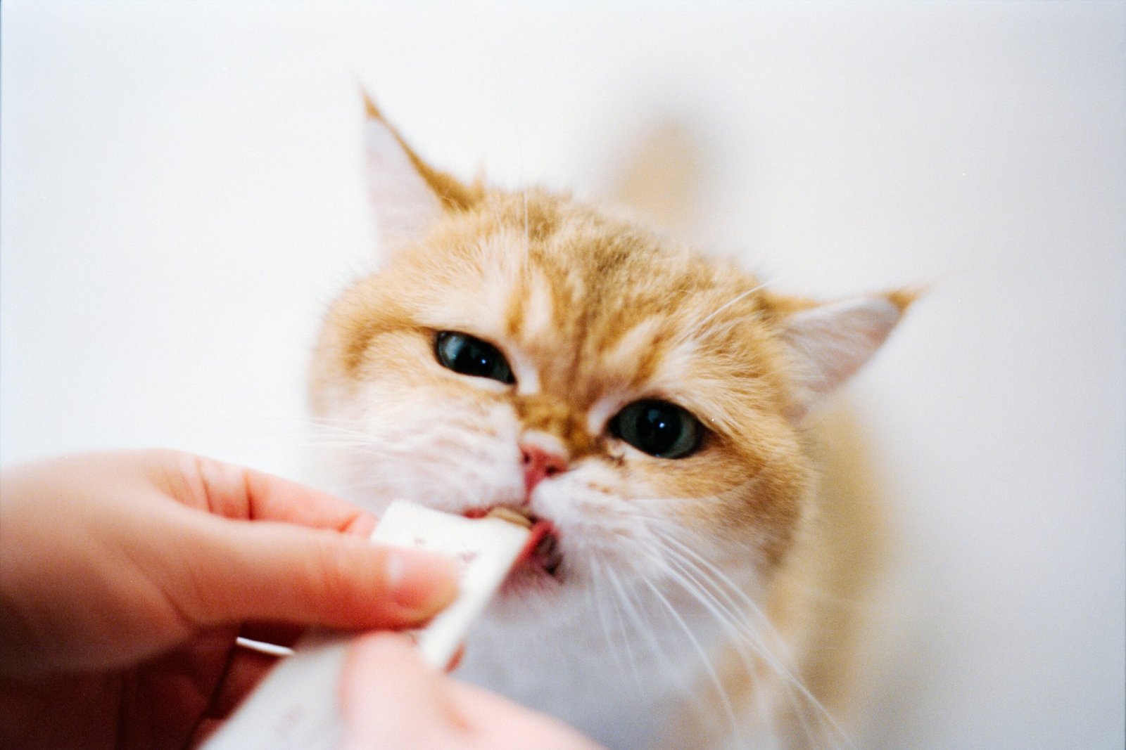why is my cat not eating