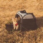 Best Airline Approved Cat Carriers (2026)