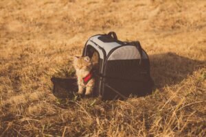 Read more about the article Best Airline Approved Cat Carriers (2026)