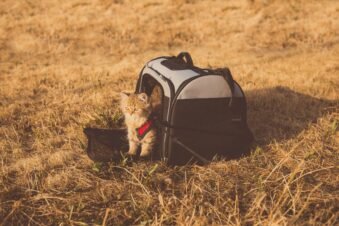 Best Airline Approved Cat Carriers (2026)