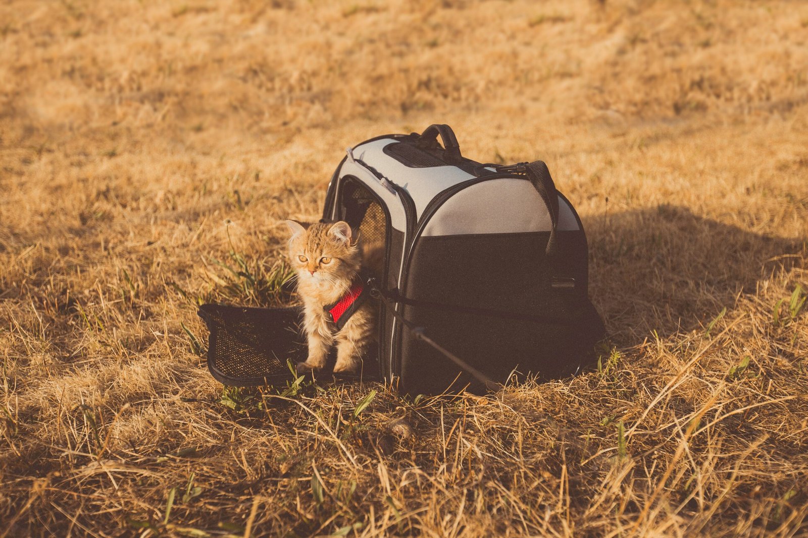 You are currently viewing Best Airline Approved Cat Carriers (2026)