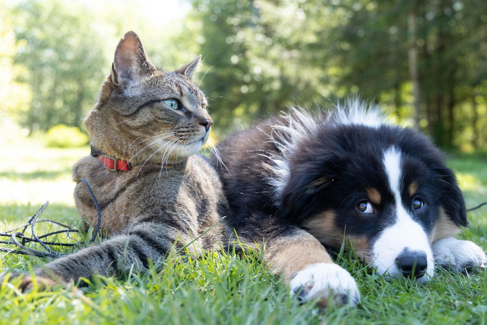 how to introduce a cat and a dog