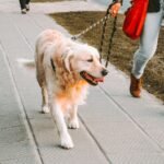 How Often Should You Walk a Dog? The Honest Answer by Breed and Size