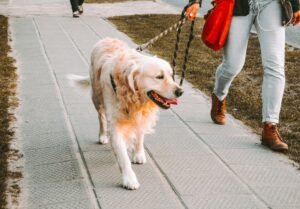 Read more about the article How Often Should You Walk a Dog? The Honest Answer by Breed and Size