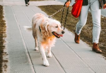 How Often Should You Walk a Dog? The Honest Answer by Breed and Size