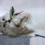 Best Interactive Cat Toys for Indoor Cats