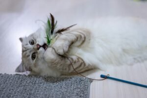 Read more about the article Best Interactive Cat Toys for Indoor Cats